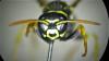 Polistes dominula